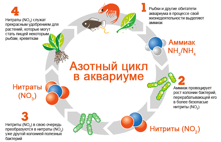 Схема азотного цикла для домашнего аквариума